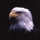 eagle1468