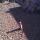 Whizzkid_amer