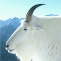 Mt_Goat