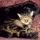 Squat